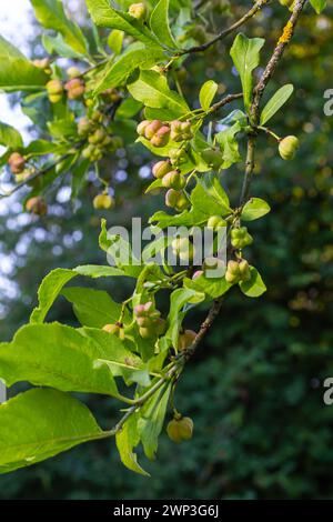 Euonymus europaeus cresce a luglio. Euonymus europaeus, il mandrino, il mandrino europeo, o mandrino comune, è una specie di pianta fiorita della famiglia Foto Stock