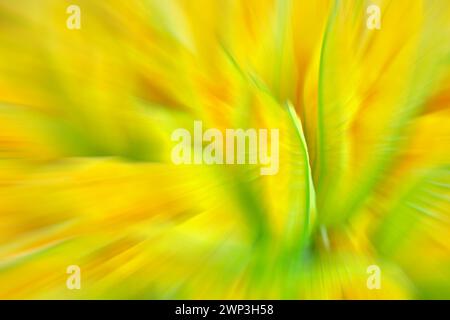 Foto sfocata di fiori verdi e gialli, sfondo o sfondo colorato astratto. Foto Stock