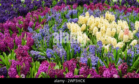 Idee su aiuole di fiori rotonde. Giacinti nel giardino con vista dall'alto. Giacinti multicolori per aiuole nel giardino primaverile. Letto di fiori con conce Foto Stock