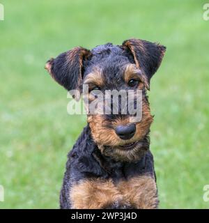 Cucciolo Airedale Terrier, 10 settimane, sella nera con segni di abbronzatura, ritratto della testa di un cane dall'aspetto amichevole, Germania Foto Stock
