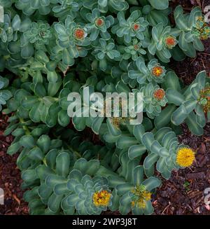 Primo piano dei fiori gialli e delle foglie carnose verdi grigie della pianta medicinale della pietra rosea rhodiola rosea. Foto Stock