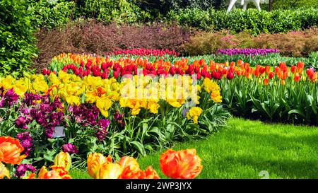 Tulipani nel parco Keukenhof, Paesi Bassi. Fiori di tulipani multicolori nel design paesaggistico di parchi e giardini. Aiuole di fiori di bulbo in primavera. IO Foto Stock