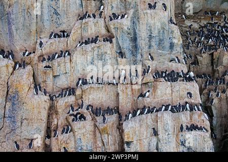 Murres a becco grosso / ghigliottoli di Brünnich (Uria lomvia) che nidificano sulle sporgenze rocciose nella scogliera marina presso la colonia di riproduzione, Alkefjellet, Svalbard / Spitsbergen Foto Stock