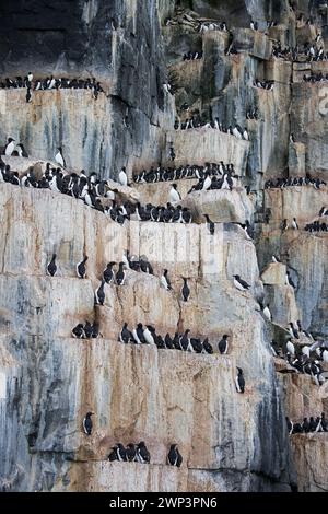 Murres a becco grosso / ghigliottoli di Brünnich (Uria lomvia) che nidificano sulle sporgenze rocciose nella scogliera marina presso la colonia di riproduzione, Alkefjellet, Svalbard / Spitsbergen Foto Stock