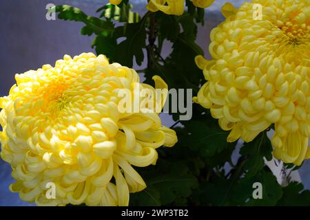 Grande testa gialla di fiore di crisantemo giapponese Foto Stock