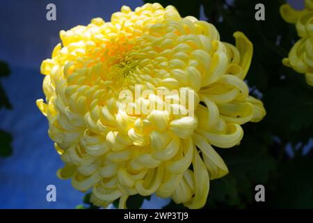 Grande testa gialla di fiore di crisantemo giapponese Foto Stock