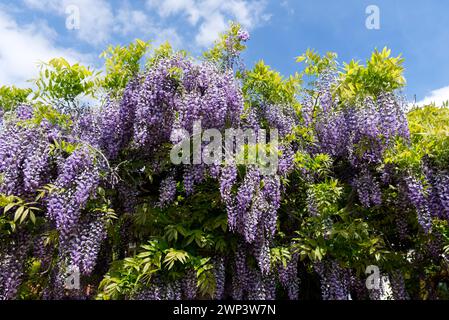 Glicine con fiori primaverili. Fioritura dell'albero nel giardino al tramonto. Foto Stock