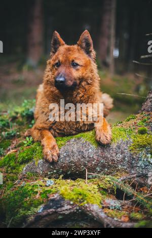 Vecchio cane da pastore tedesco (Westerwälder Kuhhund) nella foresta Foto Stock