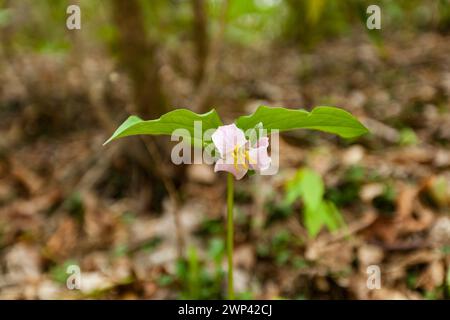 Catesbys Trillium nel Parco Nazionale delle Great Smoky Mountains Foto Stock
