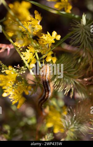 bruco della falena lacca, Malacosoma neustria. Foto Stock