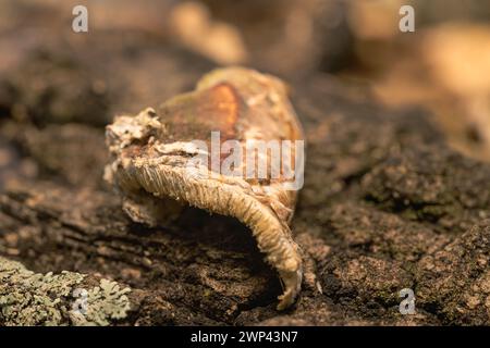 Funghi che prosperano su un arto d'albero antico, intrecciando una storia di risveglio tra i ruggiti del decadimento. Foto Stock