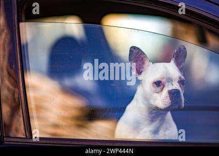 Un bulldog francese siede attentamente all'interno di un'auto, crogiolandosi al sole spagnolo. Foto Stock