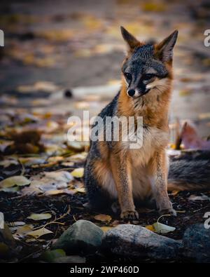 Gray Fox seduto a terra nella riserva Big Morongo Canyon in California Foto Stock