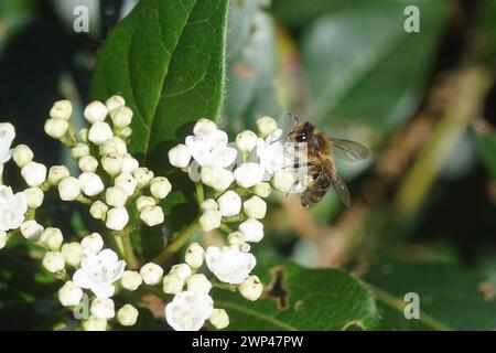 Api da miele occidentali, api da miele europee (Apis mellifera) su fiori bianchi di Laurustinus o laurustine (Viburnum tinus). Primavera, Paesi Bassi, marzo Foto Stock