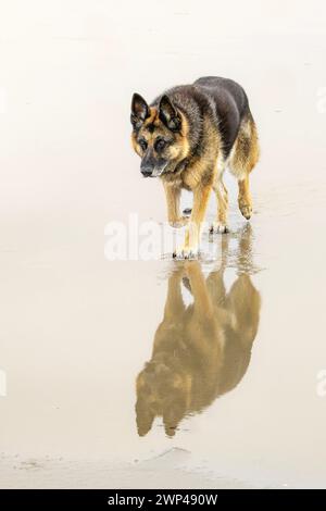 Primo piano di un pastore tedesco che cammina orgogliosamente sulla spiaggia coperta da un sottile strato d'acqua che si riflette sulla superficie dell'acqua Foto Stock
