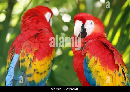 Primo piano ritratto del colorato pappagallo Scarlet Macaw in Messico su sfondo verde naturale. Amo i pappagalli. Ara cloroptera pappagallo sudamericano, A. Foto Stock