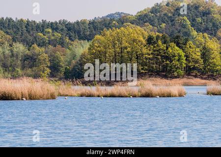 Paesaggio di piccola isola con canne alte nel mezzo di un lago con area boschiva sulla riva lontana della Corea del Sud Foto Stock