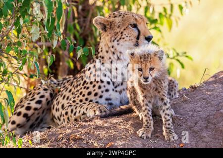 Cheetah (Acinonyx jubatus) con un cucciolo che riposa all'ombra da un cespuglio sulla savana in Africa, Maasai Mara, Kenya Foto Stock