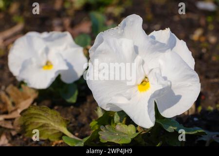 Pansie bianche, viola (Viola), fioritura precoce, primo piano, Renania settentrionale-Vestfalia, Germania Foto Stock