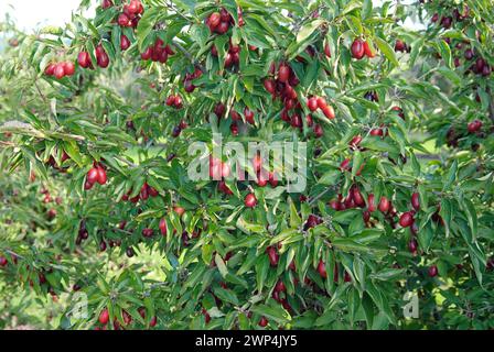 Ciliegio corneliano (Cornus mas 'Jolico'), Marchese, Brandeburgo, Germania Foto Stock