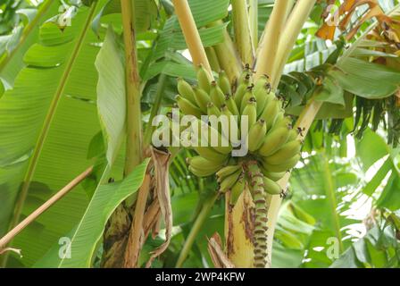 Banana (Musa acuminata 'Dwarf Cavendishii'), Quinta splendida, Canico, Madeira, Portogallo Foto Stock
