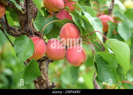 Albicocca (Prunus armeniaca 'Bergarouge'), Schreiber KG vivaio di alberi e viti, Poysdorf, bassa Austria, Austria Foto Stock