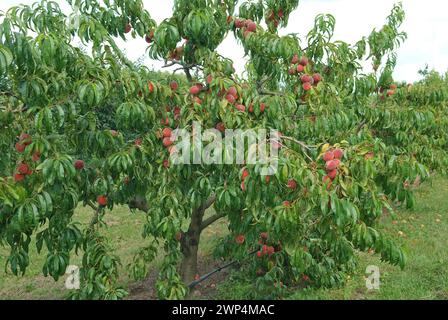 Pesche (Prunus persica 'Red Haven'), Bundessortenamt Pruefstelle Marquardt, Brandeburgo, Germania Foto Stock