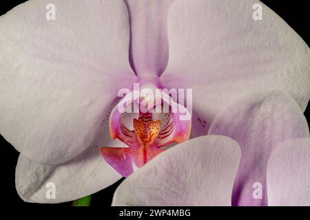 Un primo piano della delicata bellezza di un fiore d'orchidea bianco di Phalaenopsis in piena fioritura, evidenziandone i dettagli intricati e il fascino elegante. Foto Stock