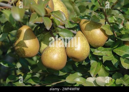 Pere (Pyrus communis 'General Leclerc'), Bundessortenamt, centro di test Wurzen, Sassonia, Germania Foto Stock