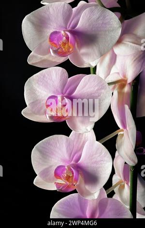Splendidi fiori di orchidee su sfondo nero, Phalaenopsis, Foto Stock