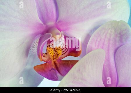 Primo piano di una Phalaenopsis rosa e bianca, orchidea. Foto Stock