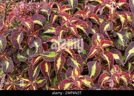 Coleus blumei "Saturano" Foto Stock