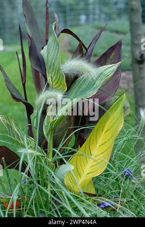 Canna indica ibrida Foto Stock