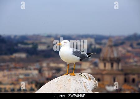 Un gabbiano arroccato su un alto muro con la città di Roma in lontananza. Il gabbiano dalle zampe gialle (larus michahellis) è stato trattato come una sottospecie di eith Foto Stock