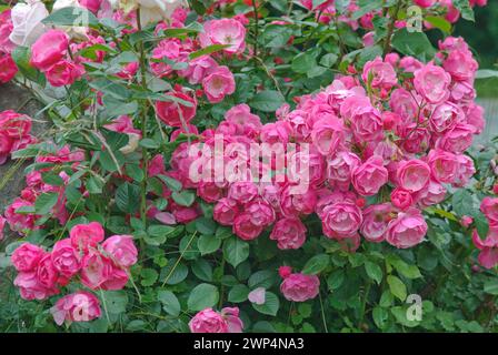 Shrub rose (Rosa 'Angela'), 81 Foto Stock