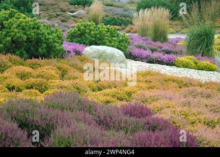 Giardino di Erica, erica estiva (Calluna vulgaris 'Firefly'), Boulder Park, Nochten, 81 Foto Stock