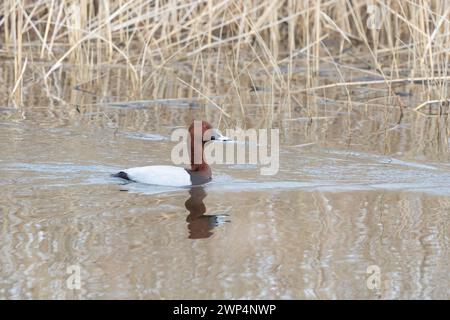 Pochard comune (Aythya ferina) che nuota tra le canne e l'acqua dell'habitat del letto di canne. Yorkshire, Regno Unito in primavera Foto Stock