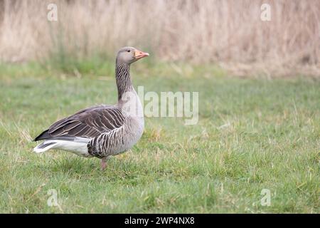 Un'unica oca grigia (Anser anser) si trova in un campo circondato da erba verde, con erba alta dietro. Yorkshire, Regno Unito in primavera Foto Stock