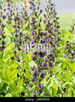 Dyer's pod (Baptisia 'Indigo Spires'), Anchers Havecenter, Zelanda, Michigan, Stati Uniti d'America Foto Stock