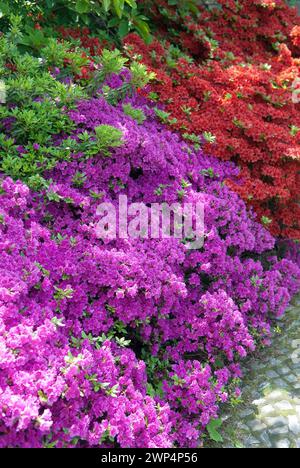 Azalea giapponese (Rhododendron obtusum 'Haruko'), (Rhododendron obtusum 'Rotstein'), Giardino Botanico di Dresda, Dresda, 81 Foto Stock