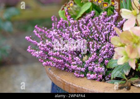 erica di neve (Erica carnea 'Winter Beauty'), rosa natalizia del giardino (Helleborus x nigercors), Anchers Havecenter, Laussnitz, Sassonia, Germania Foto Stock