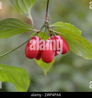 Ciliegio corneliano (Cornus mas 'Jolico'), Anchers Havecenter, Bautzen, Sassonia, Germania Foto Stock