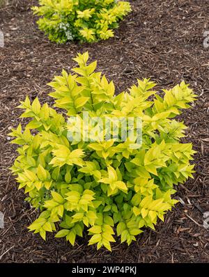 Privet (Ligustrum GOLDEN TICKET), Anchers Havecenter, Grand Haven, Michigan, Stati Uniti d'America Foto Stock