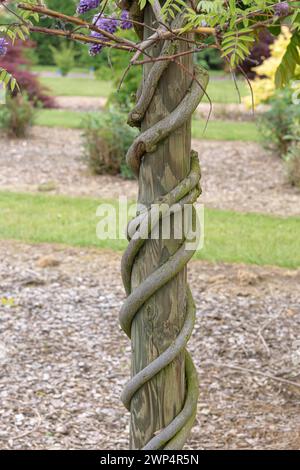 American Blue rain (Wisteria frutescens 'Amethyst Falls'), Anchers Havecenter, Pillnitz, Sassonia, Germania Foto Stock