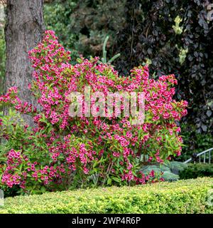 Weigela (Weigela 'Bristol Ruby'), Anchers Havecenter, Bautzen, Sassonia, Germania Foto Stock