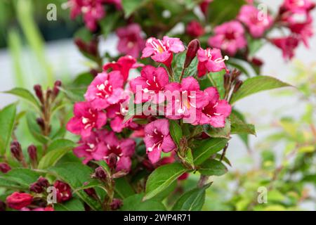 Weigela (Weigela 'Bristol Ruby'), Anchers Havecenter, Bautzen, Sassonia, Germania Foto Stock