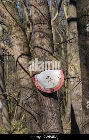 Passaggio vietato, acero norvegese (Acer platanoides), Germania Foto Stock