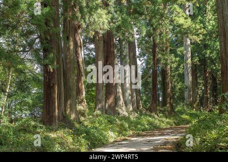 Sugi Avenue, cryptomeria (Cryptomeria japonica), una volta lunga 37 km Sugi Avenue da Utsonomiya a Nikko, Rikugien Garden, Giappone Foto Stock