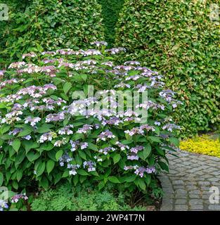 Plate Hydrangea (Hydrangea serrata 'Bluebird'), Germania Foto Stock
