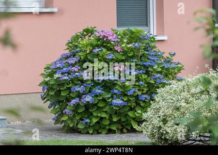 Plate Hydrangea (Hydrangea macrophylla 'Blaumeise'), an den Dorfwiesen 9, Germania Foto Stock
